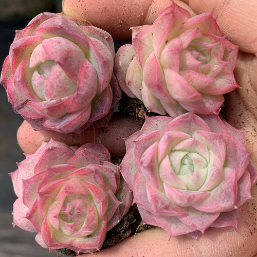 Echeveria 'Silhouette' - Drought-Tolerant, Low-Maintenance Indoor-Outdoor Plant