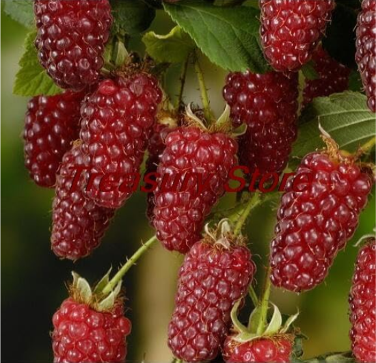 Raspberry Fruit Seeds Scottish Cross Tayberry Raspberry Heirloom Rare - (Color: A4)