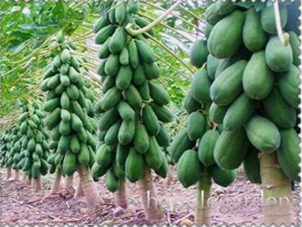 Papaya Seed Organic Heirloom Vegetable Fruit (Color: 10)