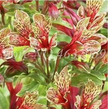 Peruvian Lily Seed Alstroemeria Flowers for Home Garden