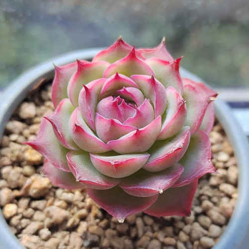 Echeveria 'Silhouette' - Drought-Tolerant, Low-Maintenance Indoor-Outdoor Plant