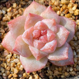 Echeveria cv. 'Pink Diamond' - Thick Leaves, Red Tips, Low-Maintenance Succulent