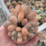 Echeveria 'Perfume'‌ - Adaptable, Beginner-Friendly Windowsill Plant
