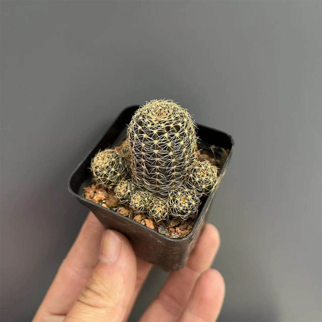 Lobivia arachnacantha 'Huihuang' Cactus for Sale – Clumping Yellow Bloom Succulent, Easy Care Indoor Outdoor Plant