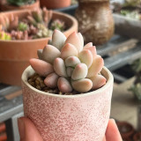 Echeveria 'Perfume'‌ - Adaptable, Beginner-Friendly Windowsill Plant