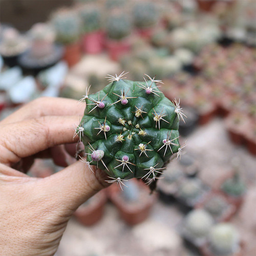 Gymnocalycium anisitsii for Sale - Beginner-Friendly Cactus with White Flowers, Low Maintenance Globular Succulent