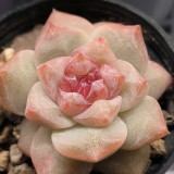 Echeveria cv. 'Pink Diamond' - Thick Leaves, Red Tips, Low-Maintenance Succulent