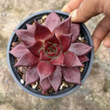 Echeveria cv. 'Robin' - Vibrantly Colored, Drought-Tolerant, Easy-Care Indoor Succulent