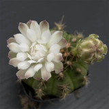 Gymnocalycium anisitsii for Sale - Beginner-Friendly Cactus with White Flowers, Low Maintenance Globular Succulent