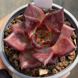 Echeveria cv. 'Robin' - Vibrantly Colored, Drought-Tolerant, Easy-Care Indoor Succulent