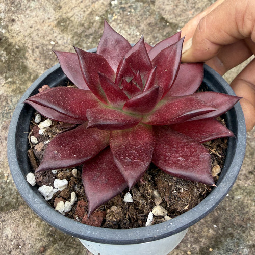 Echeveria cv. 'Robin' - Vibrantly Colored, Drought-Tolerant, Easy-Care Indoor Succulent