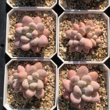 Echeveria 'Perfume'‌ - Adaptable, Beginner-Friendly Windowsill Plant