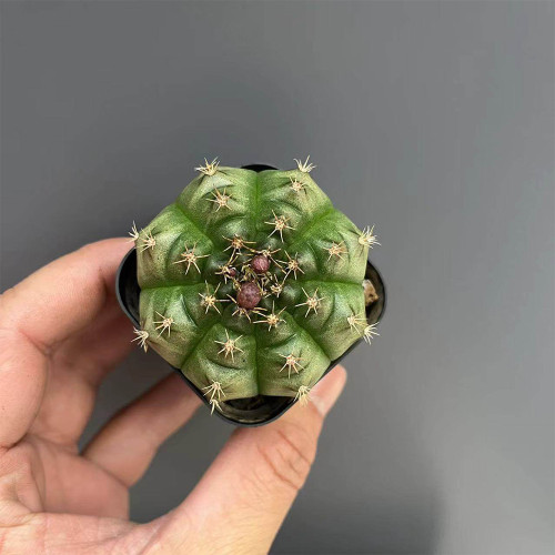 Gymnocalycium anisitsii for Sale - Beginner-Friendly Cactus with White Flowers, Low Maintenance Globular Succulent