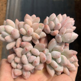 Echeveria 'Perfume'‌ - Adaptable, Beginner-Friendly Windowsill Plant