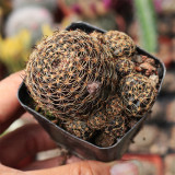 Lobivia arachnacantha 'Huihuang' Cactus for Sale – Clumping Yellow Bloom Succulent, Easy Care Indoor Outdoor Plant