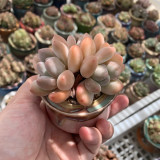 Echeveria 'Perfume'‌ - Adaptable, Beginner-Friendly Windowsill Plant