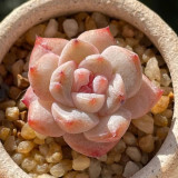 Echeveria cv. 'Pink Diamond' - Thick Leaves, Red Tips, Low-Maintenance Succulent