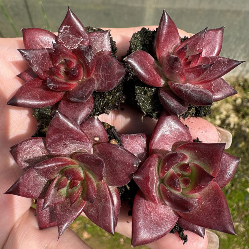 Echeveria cv. 'Robin' - Vibrantly Colored, Drought-Tolerant, Easy-Care Indoor Succulent