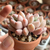 Echeveria 'Perfume'‌ - Adaptable, Beginner-Friendly Windowsill Plant