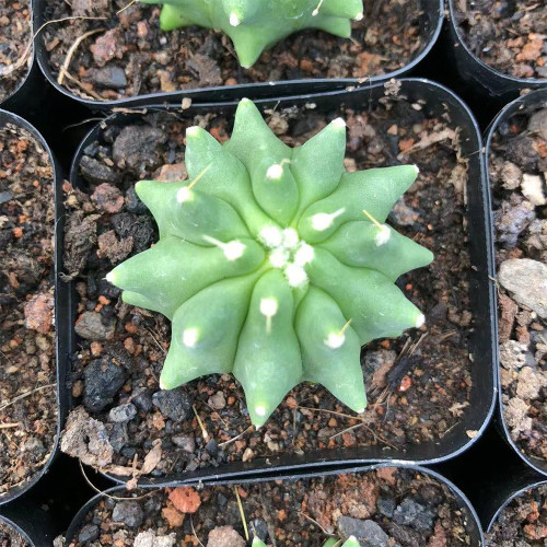 Ferocactus glaucescens f. nuda for Sale | Smooth Spineless Barrel Succulent, Low-Maintenance Plant for Beginners