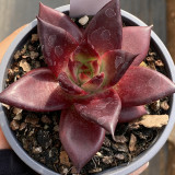 Echeveria cv. 'Robin' - Vibrantly Colored, Drought-Tolerant, Easy-Care Indoor Succulent