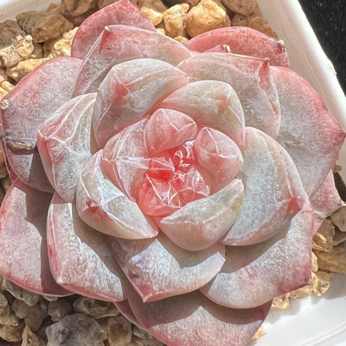 Echeveria cv. 'Pink Diamond' - Thick Leaves, Red Tips, Low-Maintenance Succulent