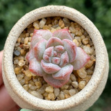 Echeveria cv. 'Pink Diamond' - Thick Leaves, Red Tips, Low-Maintenance Succulent