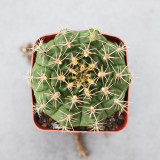 Gymnocalycium anisitsii for Sale - Beginner-Friendly Cactus with White Flowers, Low Maintenance Globular Succulent