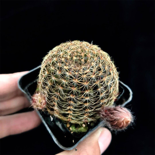Lobivia arachnacantha 'Huihuang' Cactus for Sale – Clumping Yellow Bloom Succulent, Easy Care Indoor Outdoor Plant