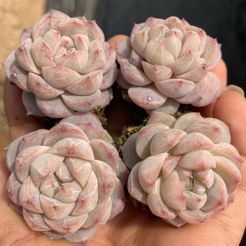Echeveria cv. 'Pink Diamond' - Thick Leaves, Red Tips, Low-Maintenance Succulent
