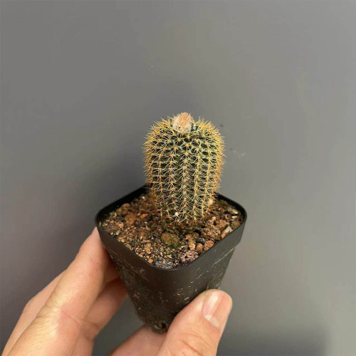 Frailea aurea | Miniature, Drought-Tolerant Succulent for Indoor Desktop & Beginner Collection