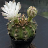 Gymnocalycium anisitsii for Sale - Beginner-Friendly Cactus with White Flowers, Low Maintenance Globular Succulent