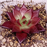 Echeveria cv. 'Robin' - Vibrantly Colored, Drought-Tolerant, Easy-Care Indoor Succulent
