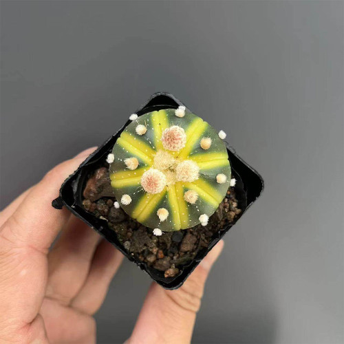 Astrophytum asterias Variegata for Sale | Rare Variegated Star Cactus, Spineless Succulent, Low-Maintenance Plant