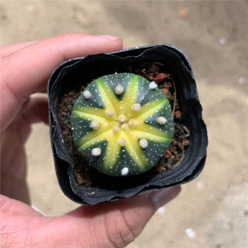 Astrophytum asterias Variegata for Sale | Rare Variegated Star Cactus, Spineless Succulent, Low-Maintenance Plant