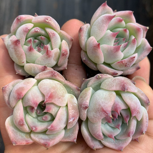 Echeveria chihuahuaensis - Pink-Edged Leaves, Easy Care for Beginners