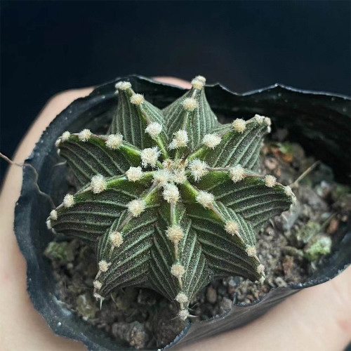 Gymnocalycium stenopleurum Cactus for Sale | Rare Geometric Globe Cactus, Low-Maintenance Indoor Succulent
