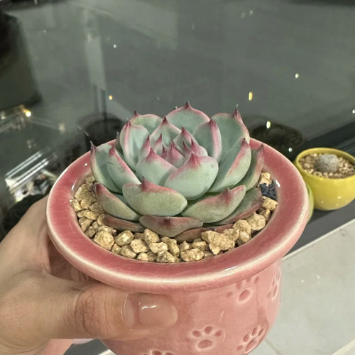 Echeveria chihuahuaensis - Pink-Edged Leaves, Easy Care for Beginners