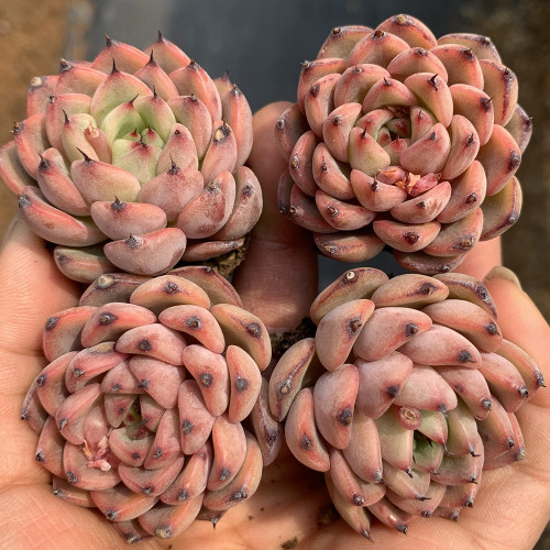 Echeveria cv. 'Starlight Jenny' - Features plump, rounded leaves, perfect for potted arrangements and rock gardens