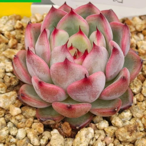 Echeveria cv. 'Starlight Jenny' - Features plump, rounded leaves, perfect for potted arrangements and rock gardens