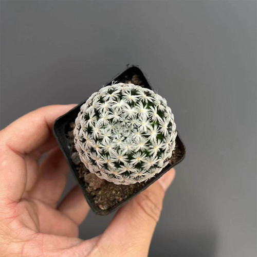 Mammillaria duwei for Sale | Pincushion Cactus with Pale Yellow Flowers, Easy-Care Indoor Succulent for Beginners