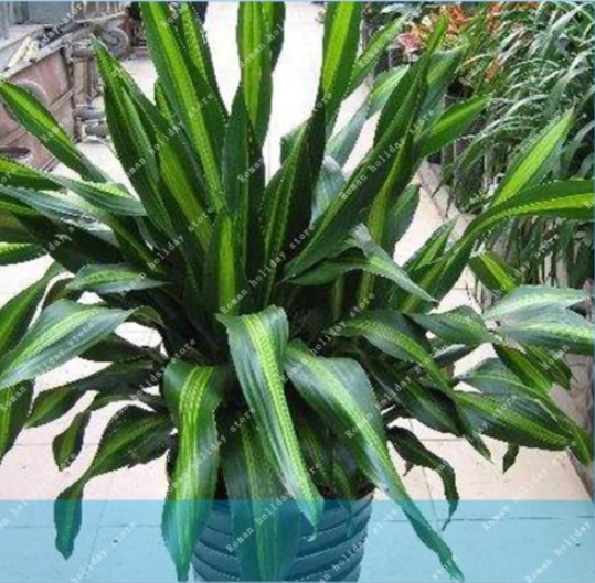 Dracaena Fragrans Planting Season Ornament Seed for Balcony & Garden