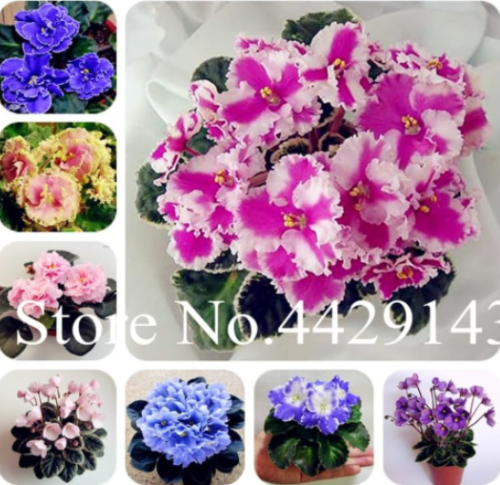 Mini Seed Violet Plants Rare African Flower for Garden Potted Perennial Flowers