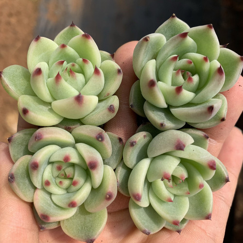 Echeveria Agavoides 'Blue Dragon' - Easy-to-Care Succulent, Suitable for Small Pots, Rare Variety