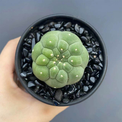 Matucana madisoniorum Cactus for Sale | Rare Black-Spine Plant with Orange Flowers, Compact Low-Maintenance Succulent