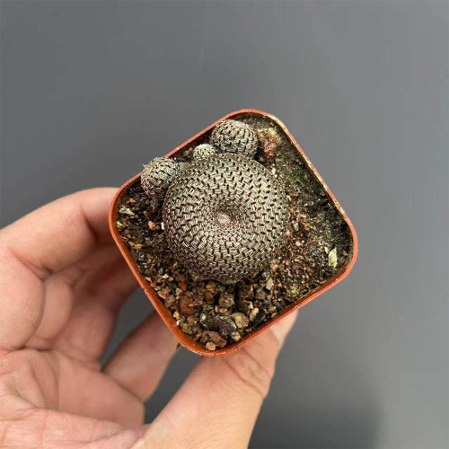 Rebutia heliosa Cactus for Sale – Compact Clumping Succulent with Silvery Texture, Low-Maintenance Indoor Plant