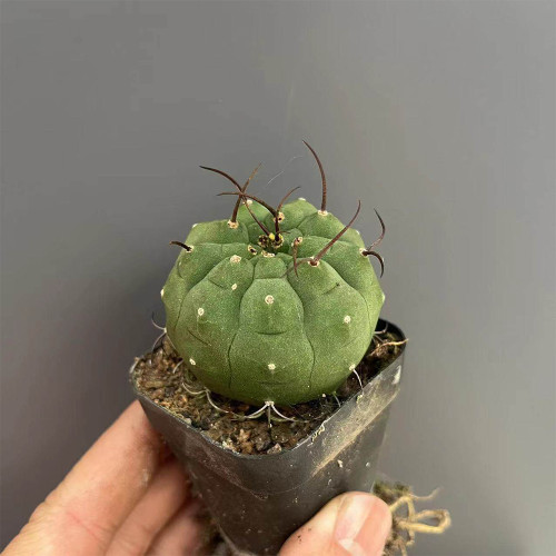 Matucana madisoniorum Cactus for Sale | Rare Black-Spine Plant with Orange Flowers, Compact Low-Maintenance Succulent