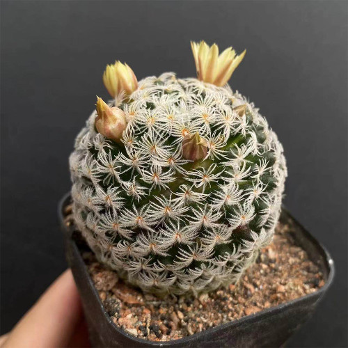 Mammillaria duwei for Sale | Pincushion Cactus with Pale Yellow Flowers, Easy-Care Indoor Succulent for Beginners