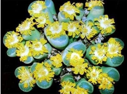 Lithops Aizoaceae Pseudotru Semillas Seeds Living Stones Colorful Faces Bonsai