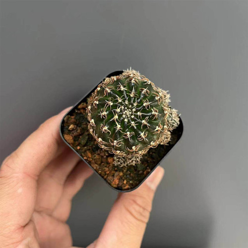 Echinopsis schieliana var. unguispina for Sale | Beginner-Friendly Succulent with White Curly Spines & Vibrant Blooms